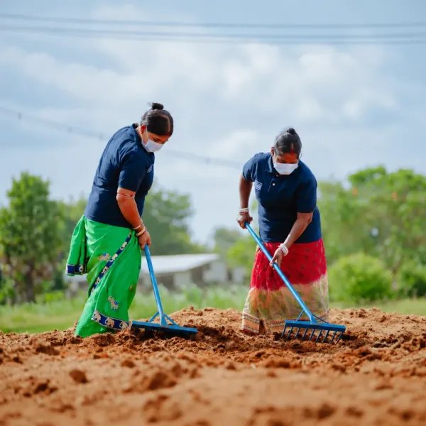Workers preparing coconut-rich soil