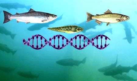 Introduction to Cyanobacteria