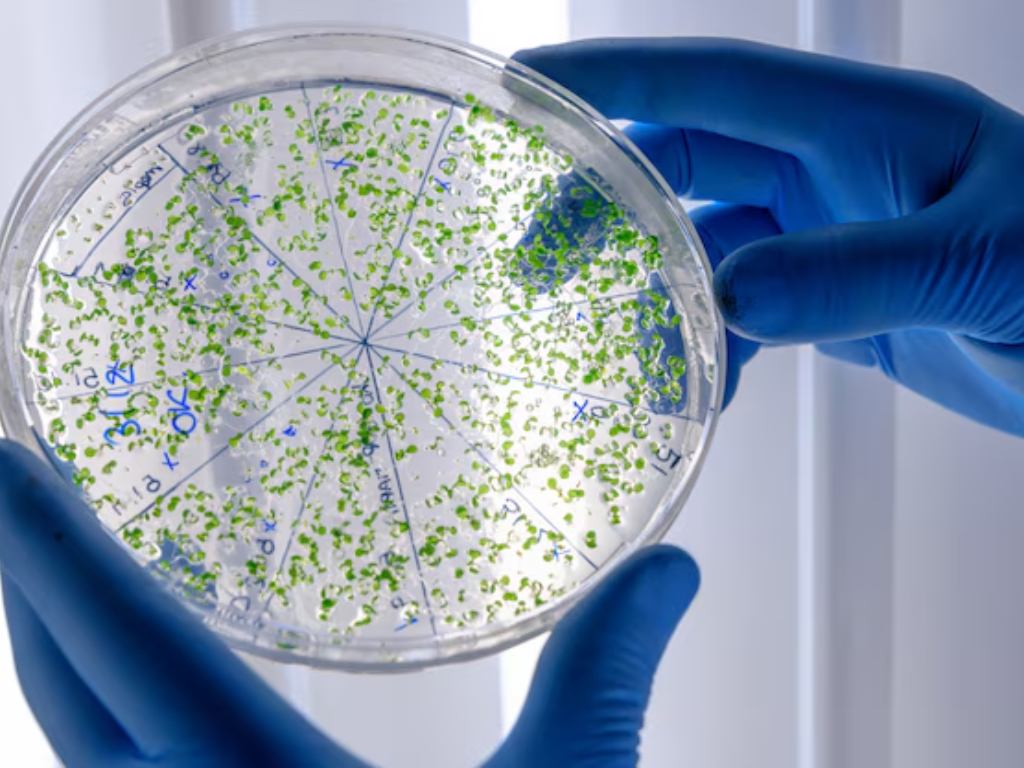 Stem cells