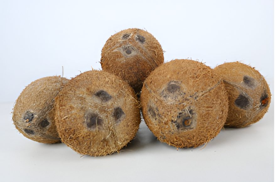 Black Coconut