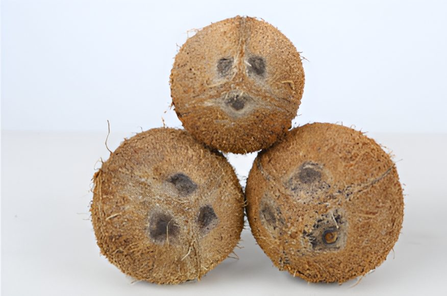 Coconut