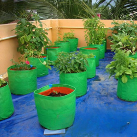 Green Grow Bags