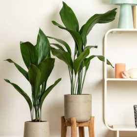 Indoor Pots