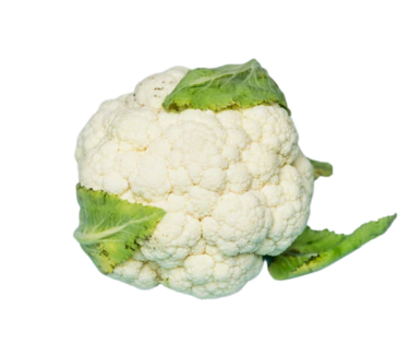 Capsicum