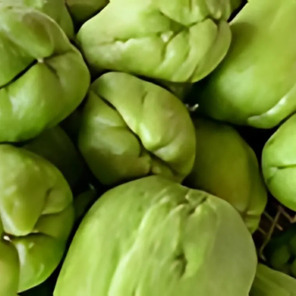 Capsicum
