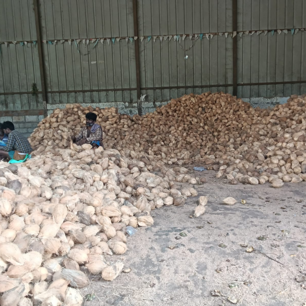 Fresh Potato